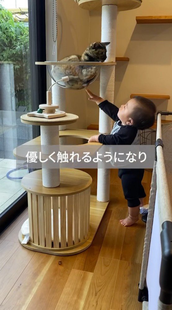 キャットタワーでくつろぐ猫を見上げる赤ちゃん