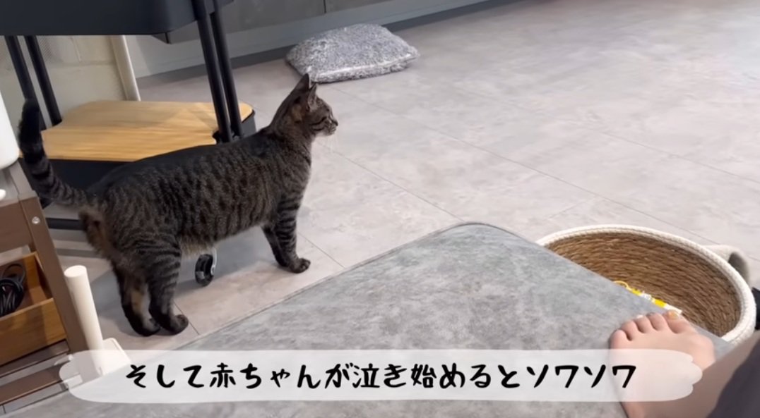 赤ちゃんを気にしてそわそわする猫