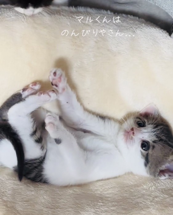 毛布の上で仰向けに寝る子猫