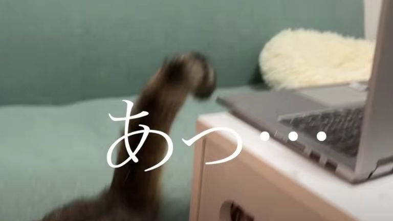 パソコンの前からいなくなる猫