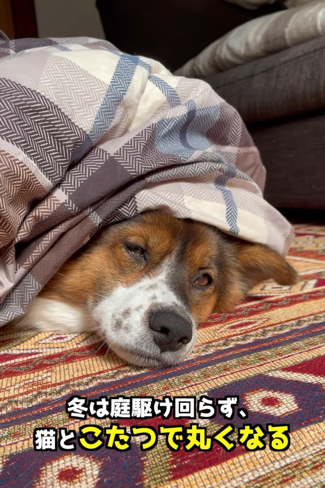 こたつから顔を出す犬