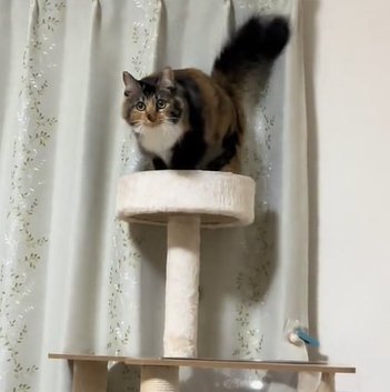 キャットタワーの上でカメラ目線の猫
