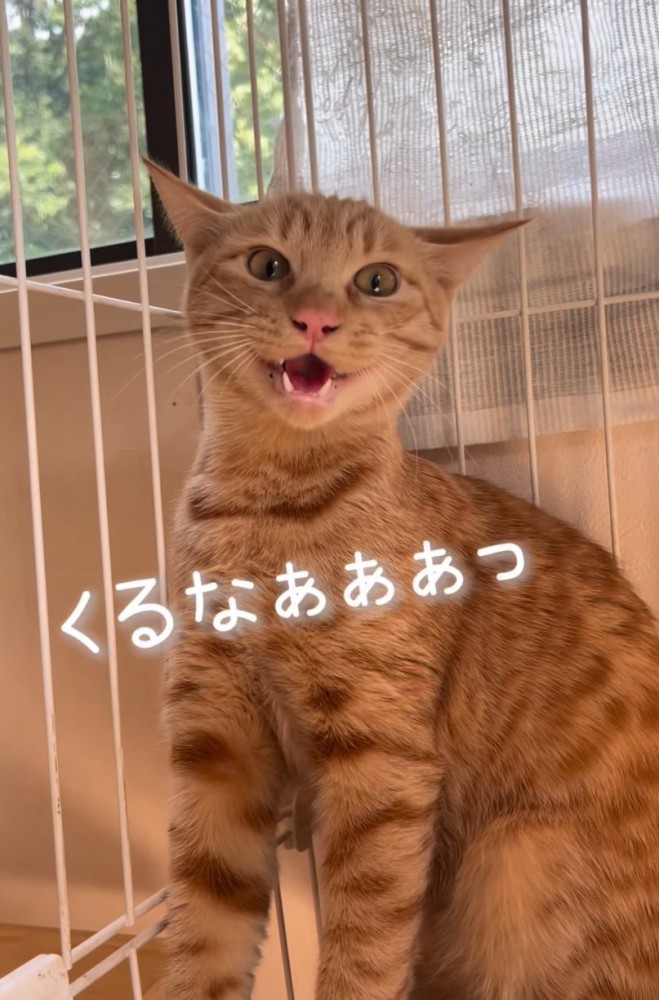 威嚇する猫2