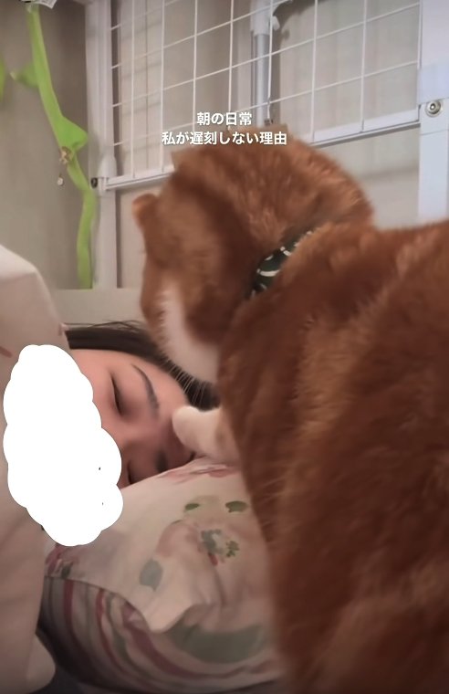 飼い主の眉間に右前足を置いている猫