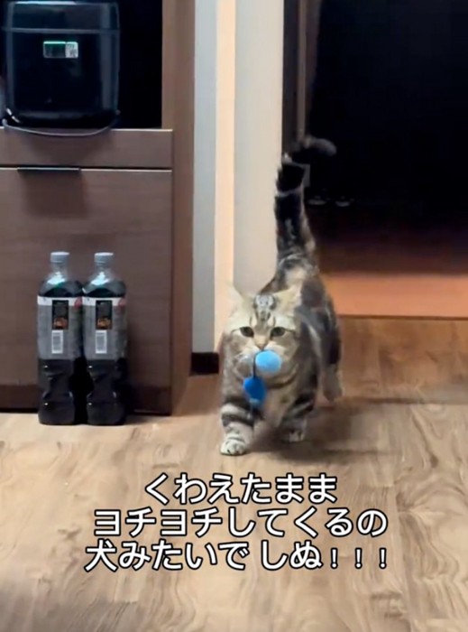 おもちゃをくわえたまま