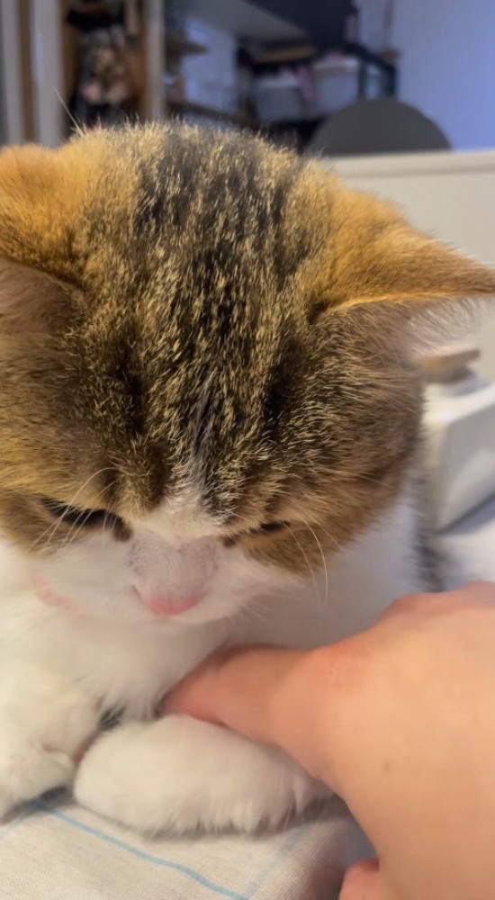 猫のお腹の下に指を入れる飼い主