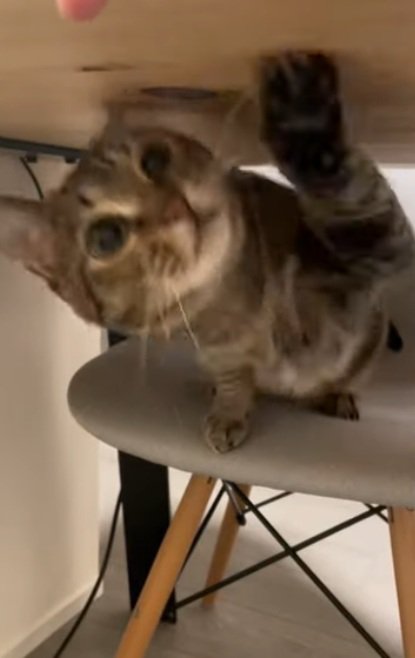 机の下で椅子に座って猫パンチしている猫