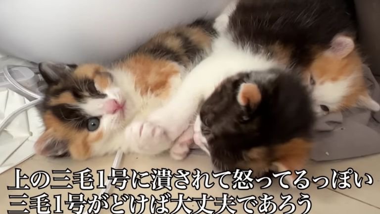 寄り添う子猫たち
