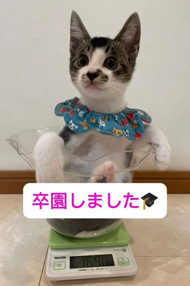 体重測定中の子猫