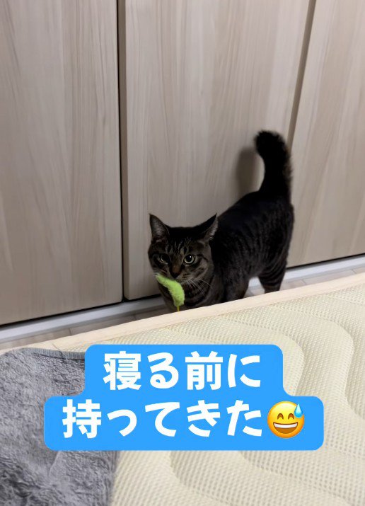 猫じゃらしを咥えている猫