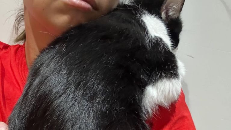 抱かれている猫