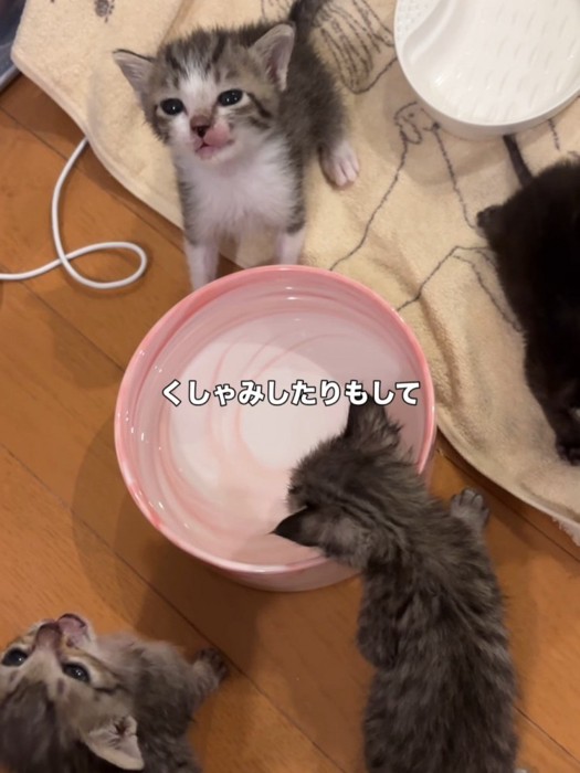 上を向く子猫