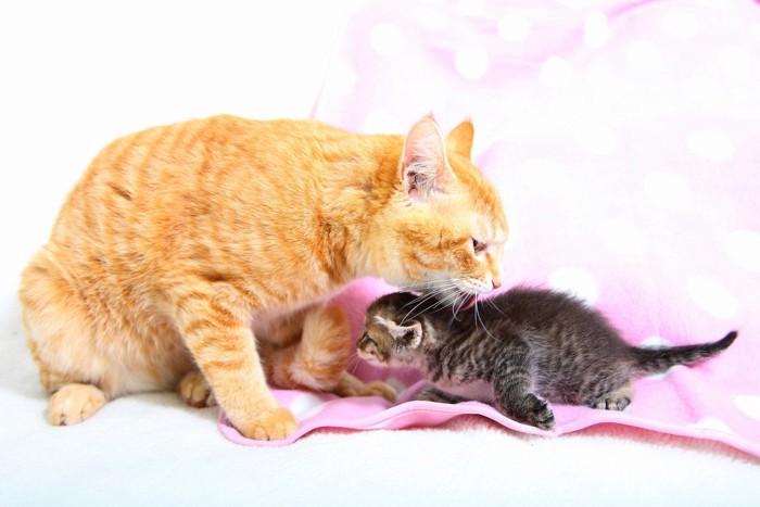 子猫を舐める母猫