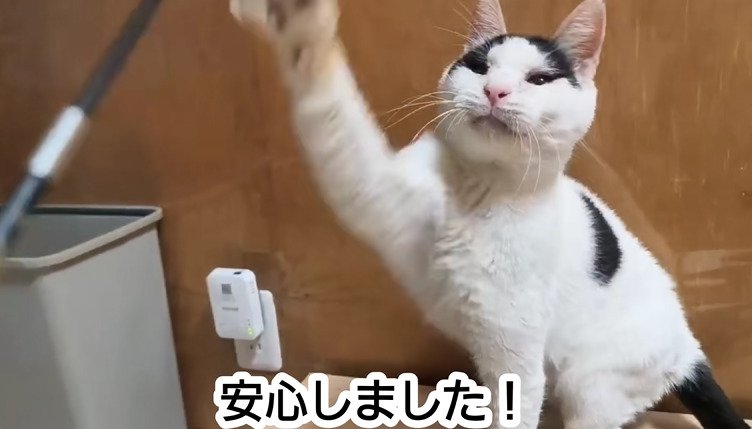 おもちゃで遊ぶ猫