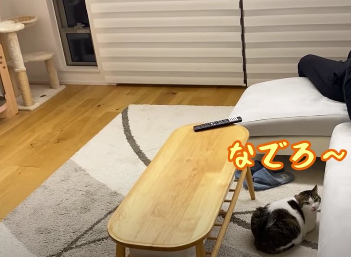 ソファの横で鳴いているキジ白猫