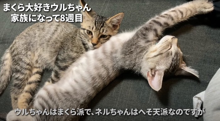 くっついて休む子猫