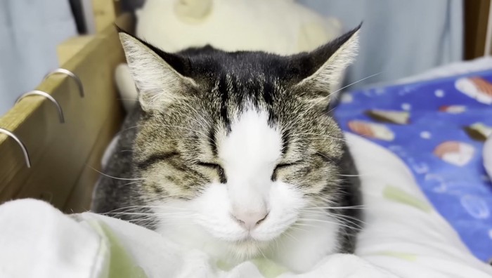 穏やかな顔のおでこちゃん