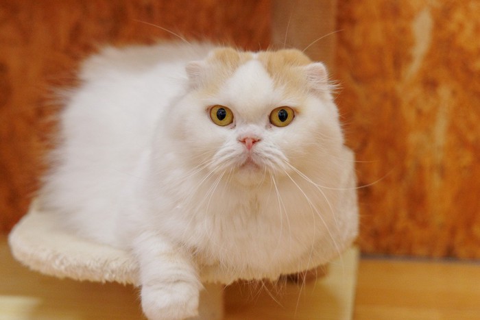 スコティッシュ長毛