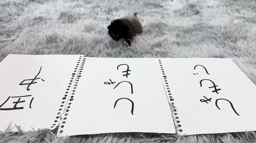 並べられた紙の後で真っ直ぐカメラの方に頭を向けている子猫（左前足を前に出している）