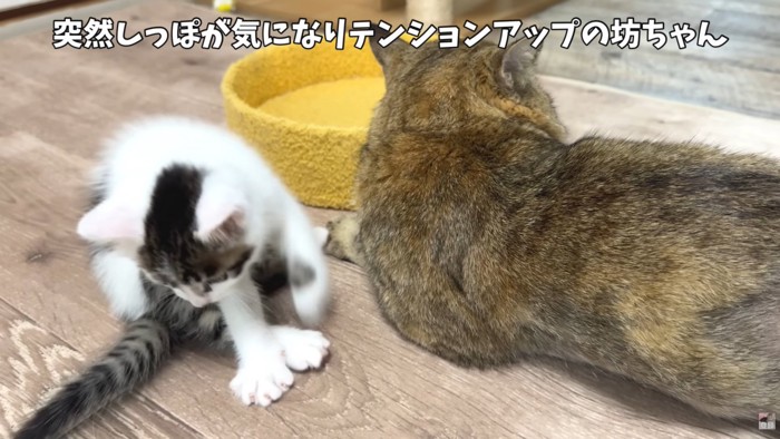 テロップ「突然しっぽが～」