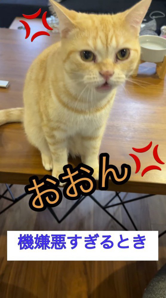 不機嫌そうに飼い主に返事をする猫