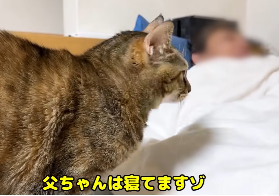 寝ている人の方を向く猫（父ちゃんは寝てますゾ）