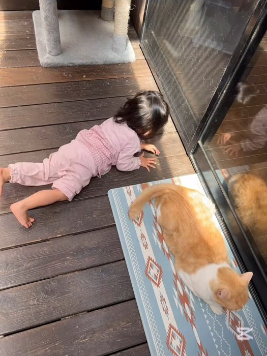 マットの上にいる猫