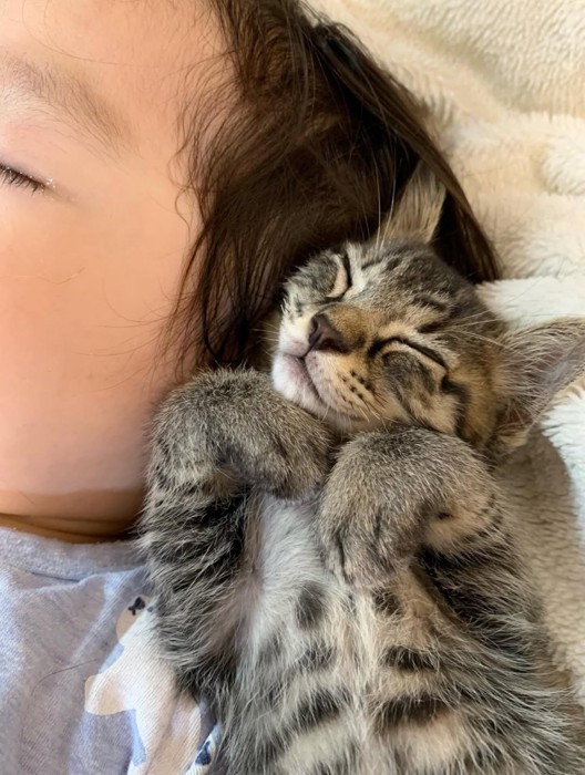 子どもの顔の横で寝る子猫