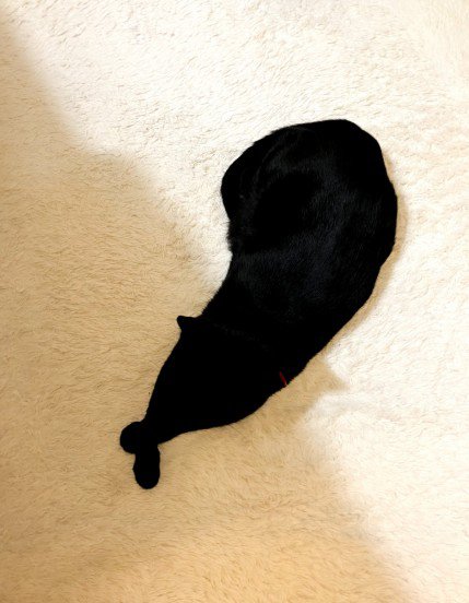 白いラグの上で寝そべる黒猫