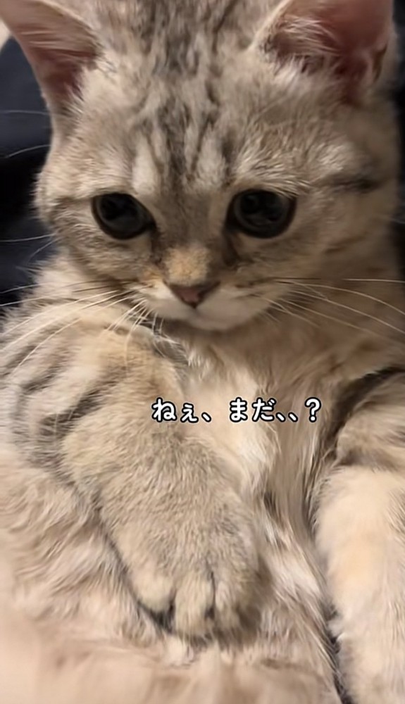 膝の上の猫の写真3