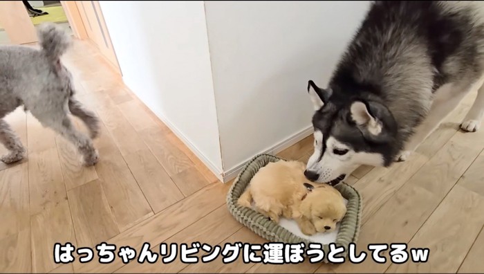 子犬のぬいぐるみの背中を咥えようとするハスキー犬