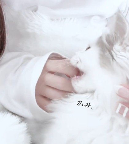 反対の指もかむ猫