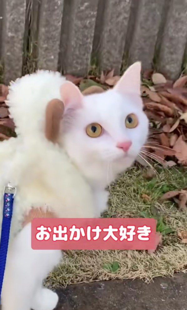 お出かけを楽しむ白猫