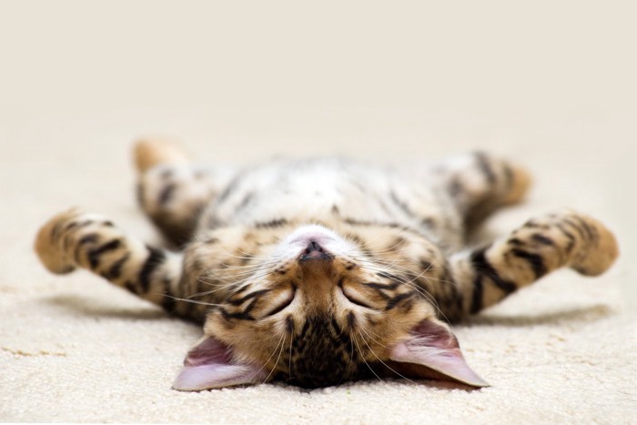 ヘソ天している猫