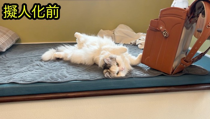 ヘソ天するつくしちゃん