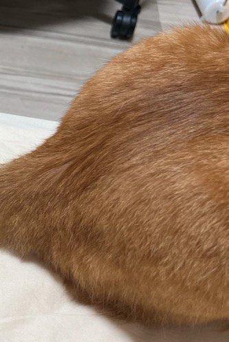 もう一匹の猫に背中を向けて座る猫の背中