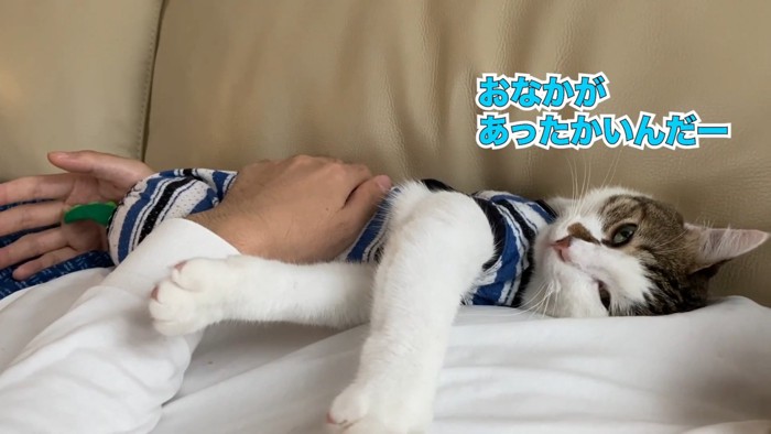 前足を伸ばす猫