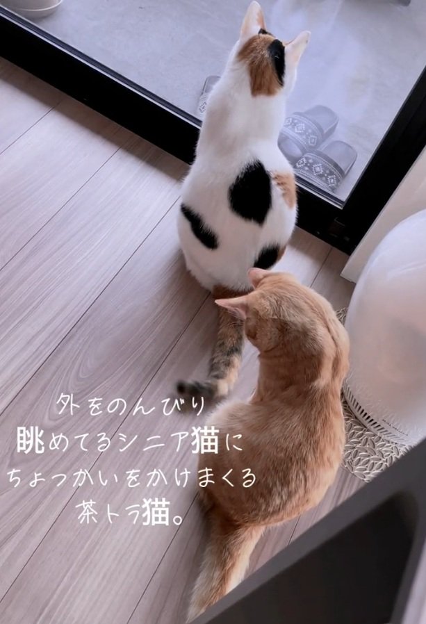 ちょっかいをかける猫