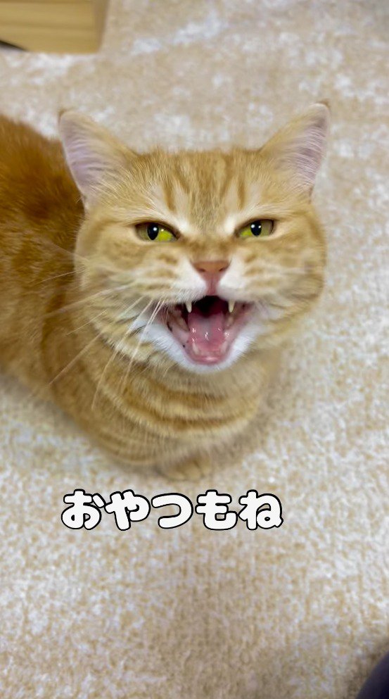 飼い主におやつを催促する猫