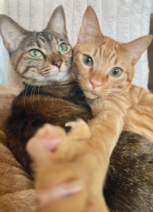 2匹の猫