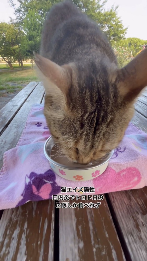 ごはんを食べる猫