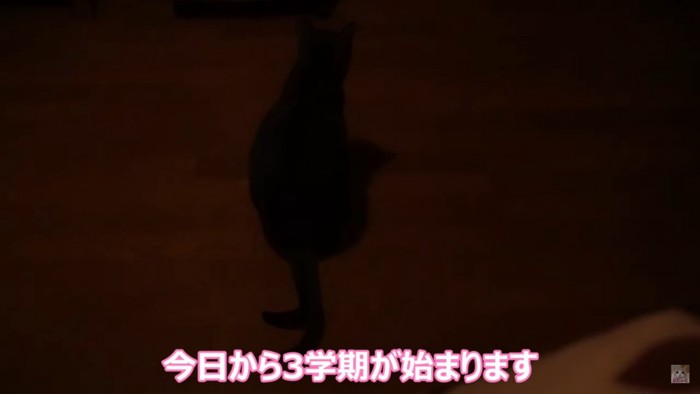 暗い部屋の中の猫