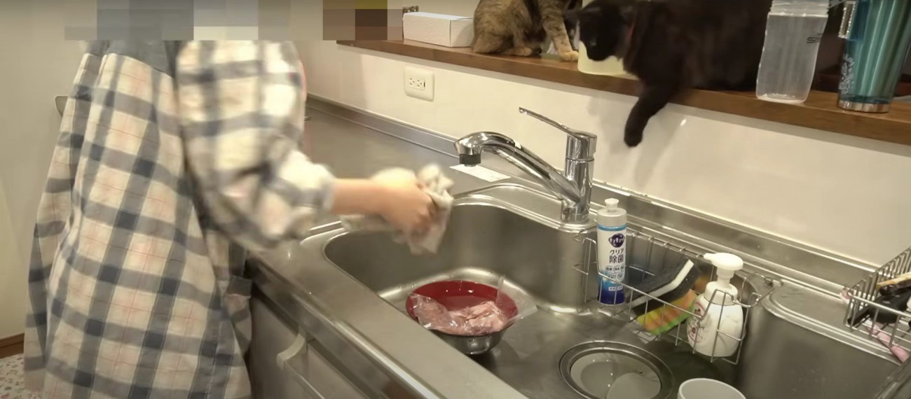 台所のカウンターの上にいる猫