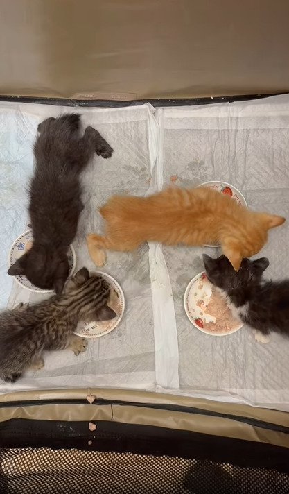 ご飯を食べる4匹の子猫