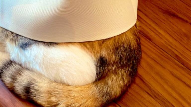 カーテン裏にいる猫