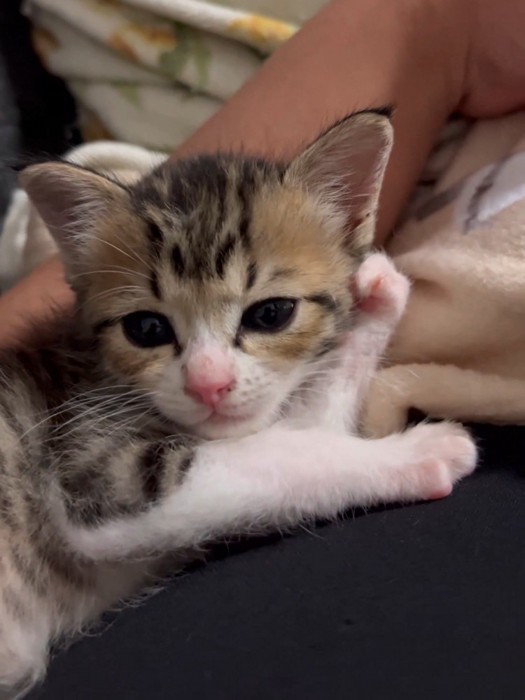 頬杖をつく子猫