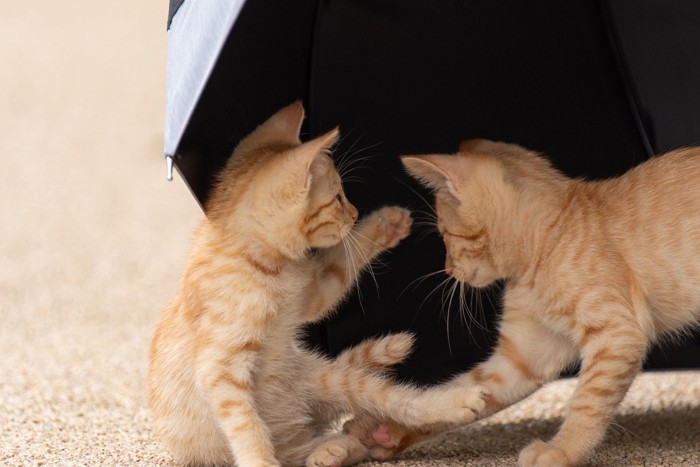 じゃれ合う二匹の子猫