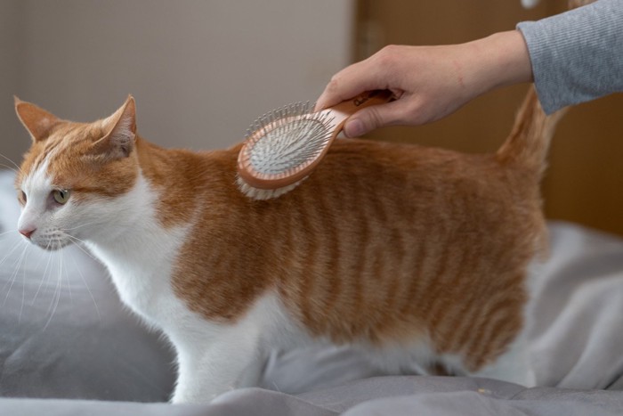 猫にブラシをかける 茶トラ白