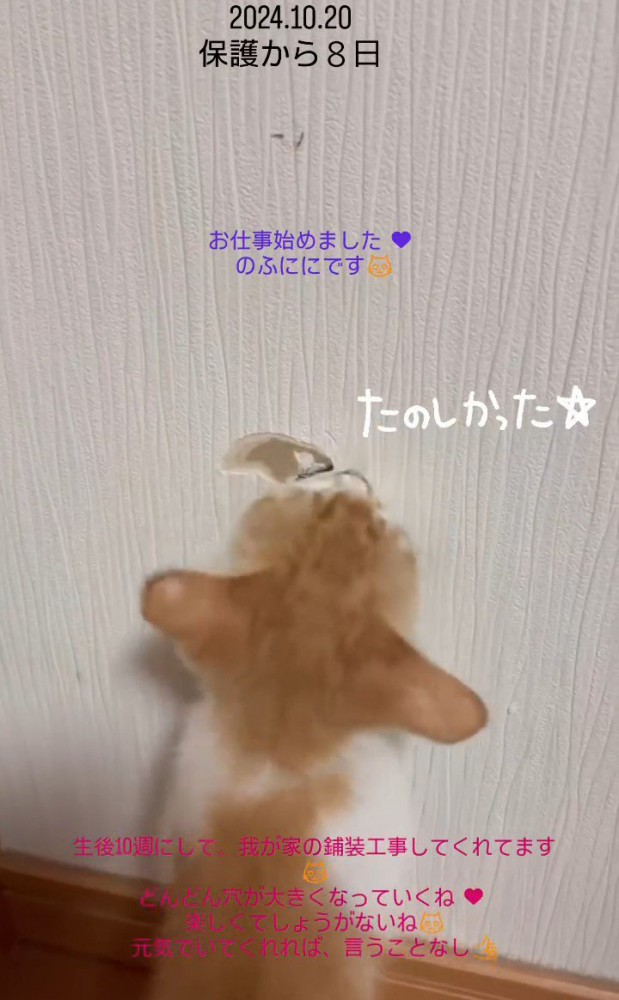 壁を破壊する子猫