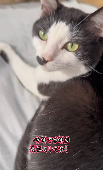 伏せて正面を見ている黒白模様の猫